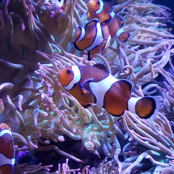 Meet your Poshers, Trish and Jim - Picture 7 of 8